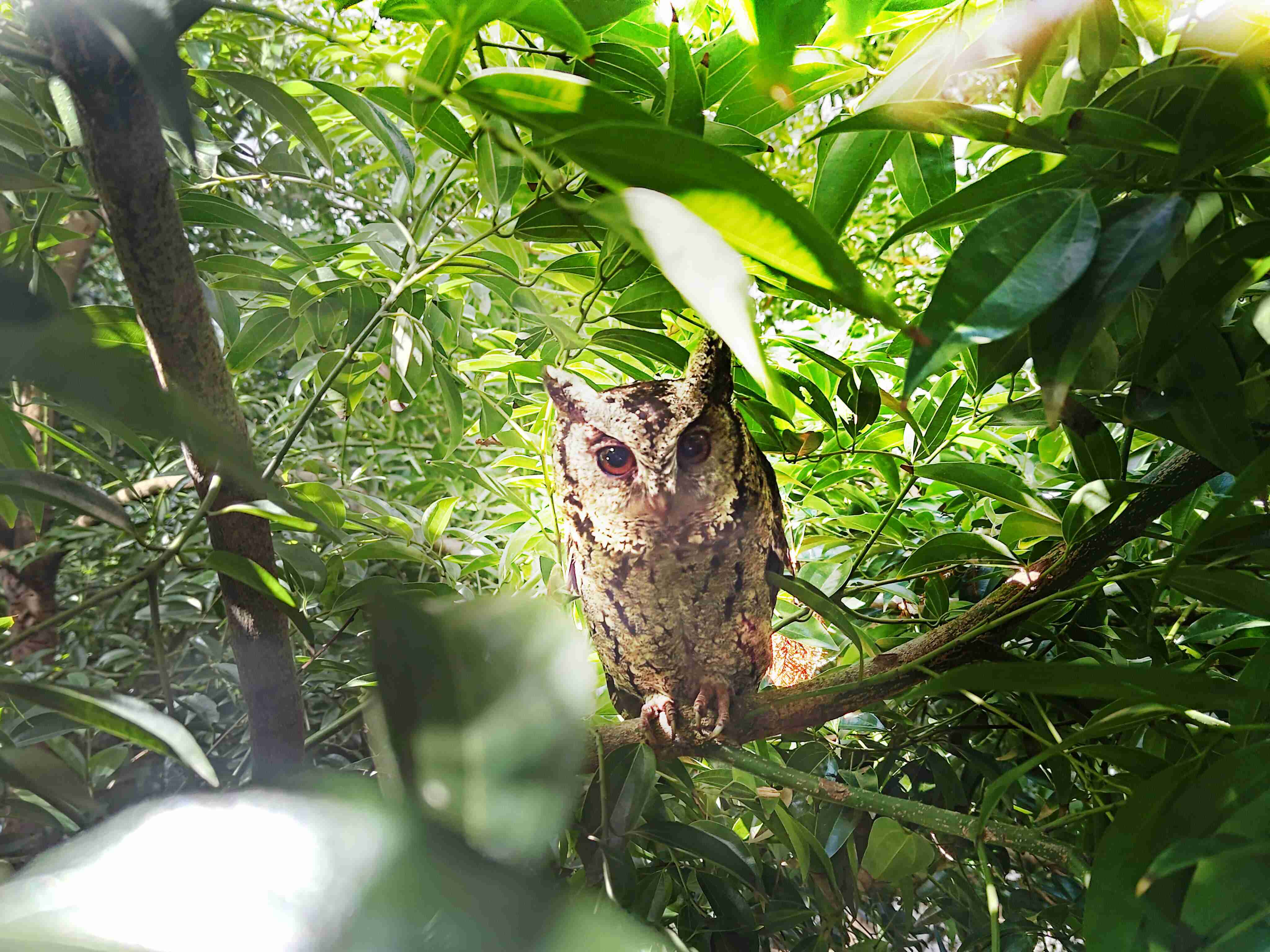 PG国际致力提倡净零绿生活，，，16年以来在全球各厂区植树逾百万棵，，造就各厂区树木蔚然成林，，，犹如森林工厂，，，，成为许多生物的栖息地